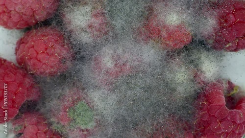 raspberries rot and grow moldy timelapse