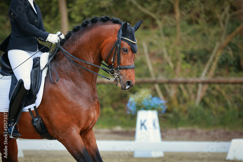 Dressage horse with rider during dressage competition close-up Head from the side.. © RD-Fotografie