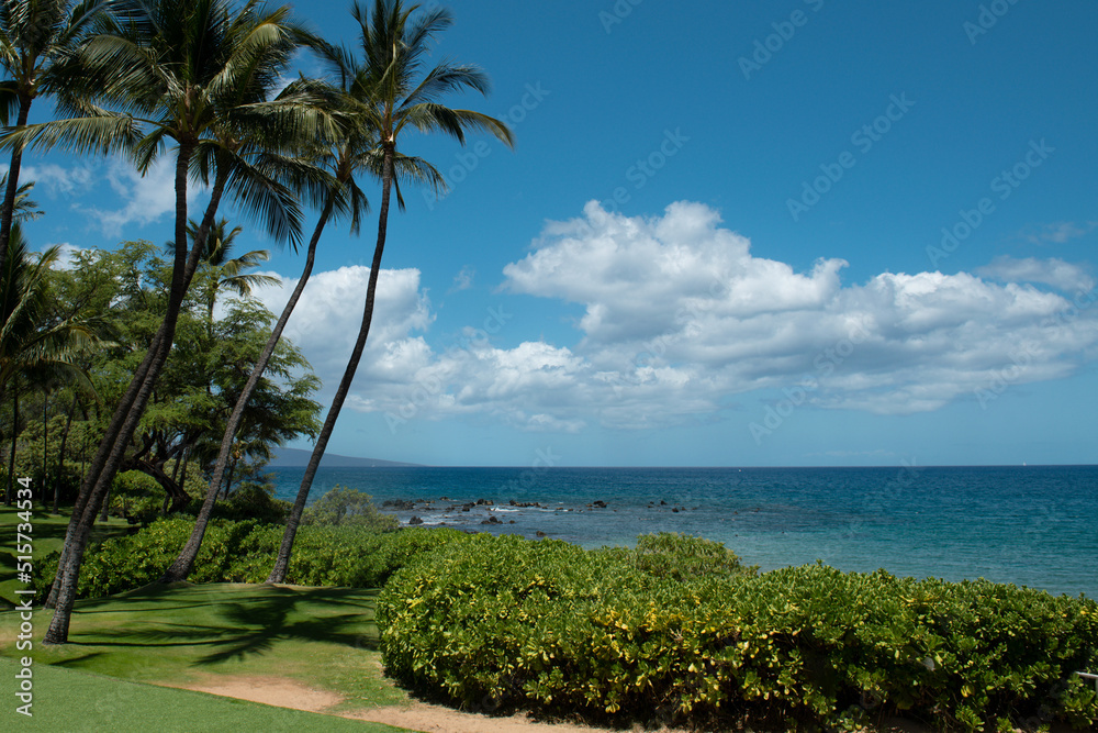 Nature landscape in Hawaii, tropical beach with palm tree in crystal clear sea.