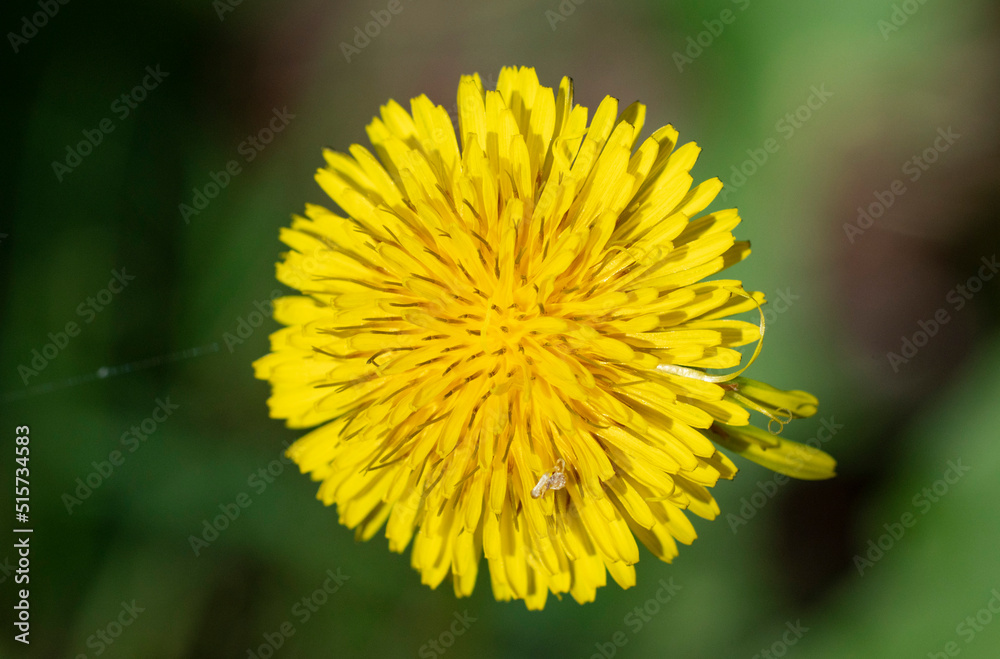 Yellow Flower Blooming at Winhall Campground Yellow Flower Blooming at Winhall Campground