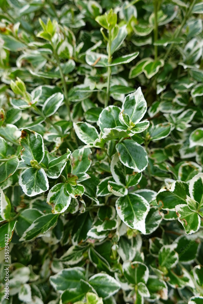 Euonymus fortunei, the spindle, Fortune's spindle, winter creeper or wintercreeper, is a species of flowering plant in the family Celastraceae. Euonymus fortunei, the spindle, Fortune's spindle, winter creeper or wintercreeper, is a species of flowering plant in the family Celastraceae.