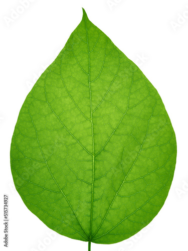 Wallpaper Mural Close up of green leaf texture. Fresh leaf detail. Organic structure with veins. Torontodigital.ca