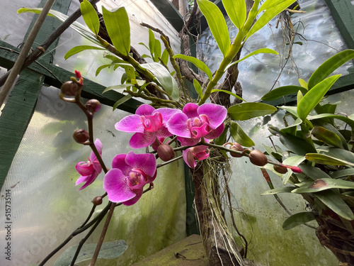 Orchid species in Monteverde at 1400 meters.