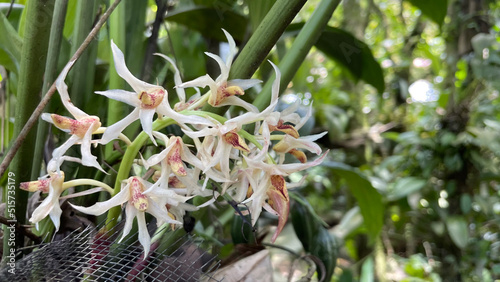 Orchid species in Monteverde at 1400 meters.