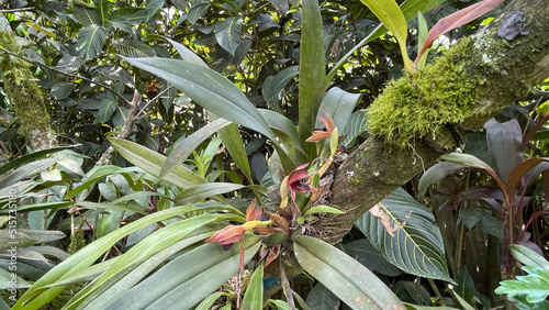 Orchid species in Monteverde at 1400 meters.