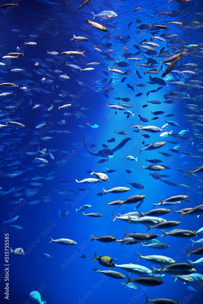 Fototapeta premium Fischschwarm unter Wasser