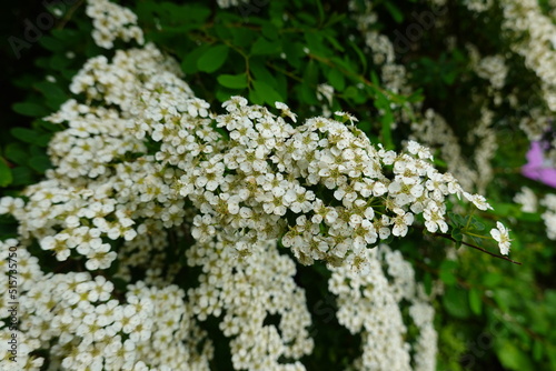 Spiraea nipponica Snowmound is a shrub with a compact, dense growing habit. photo