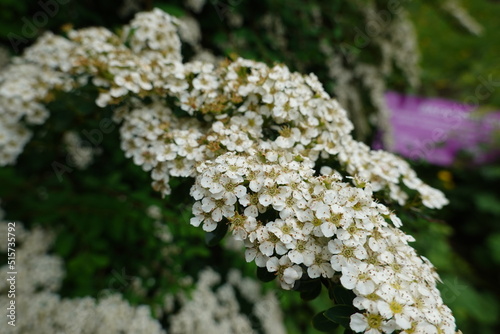 Spiraea nipponica 'Snowmound' is a low-arching shrub that is urban tolerant and has pure white inflorescences that blanket the plant in late spring.