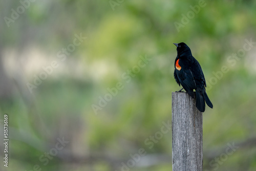Red Winged Blackbird on a Fence Post