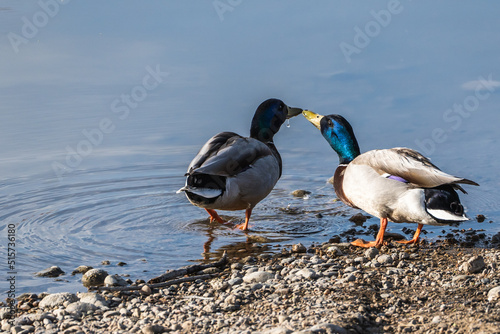 Two Mallards Enjoy a Drink