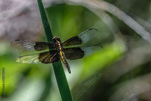 Widow Dragonfly On Blade of Grass
