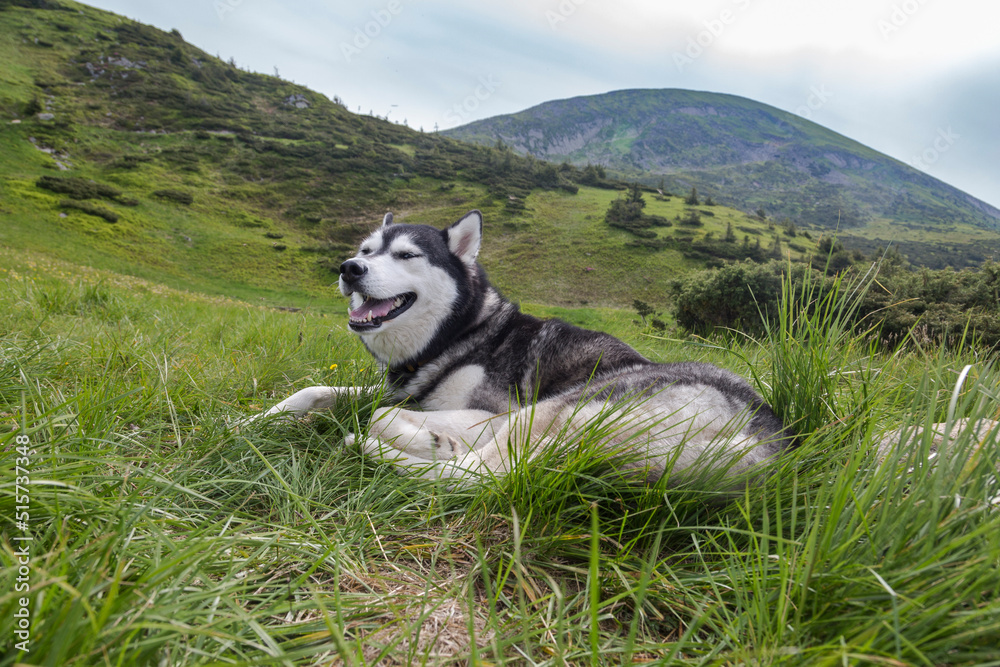 blue eyed beautiful smiling Siberian Husky dog with tongue sticking out in the mountain background, Carpathians