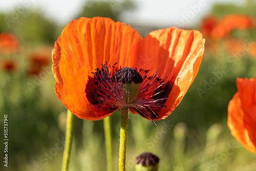 poppy flower in field