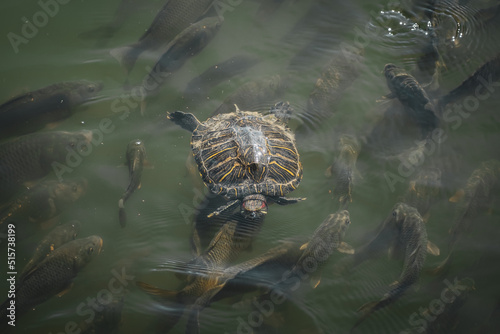 a turtle is swimming on top of a school of fishes in a lake or pond