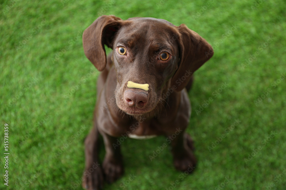 Adorable dog with bone shaped cookie on nose outdoors