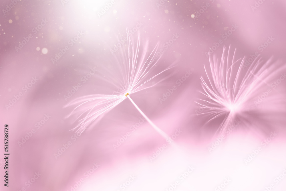 Fototapeta premium Macro dandelion seeds in soft pink tones