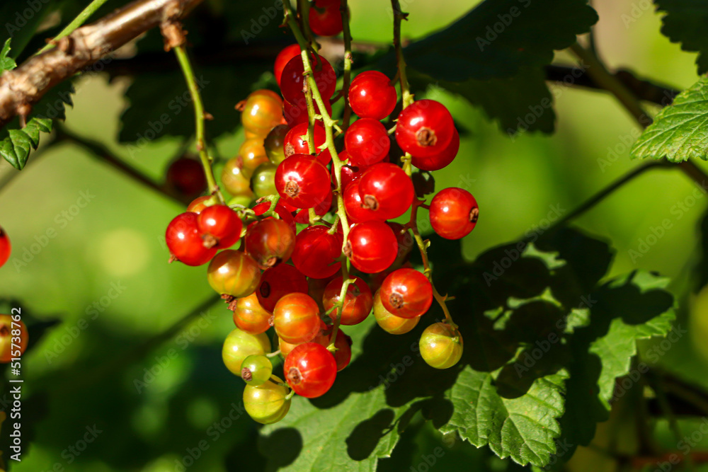 Closeup view of red currant bush with ripening berries outdoors on sunny day