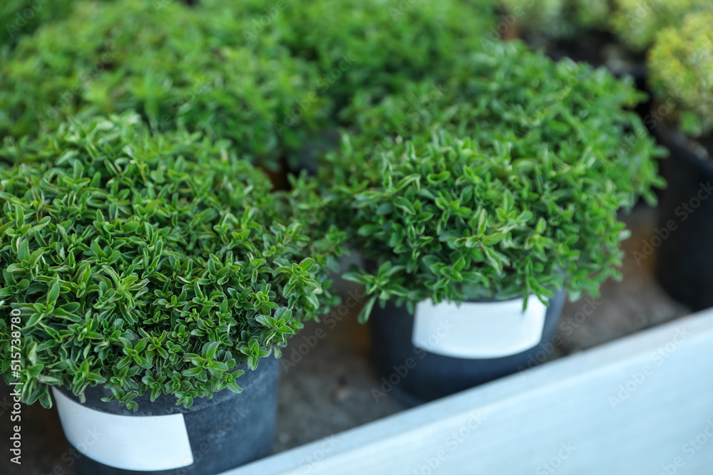 Potted green oregano plants on table, closeup Potted green oregano plants on table, closeup