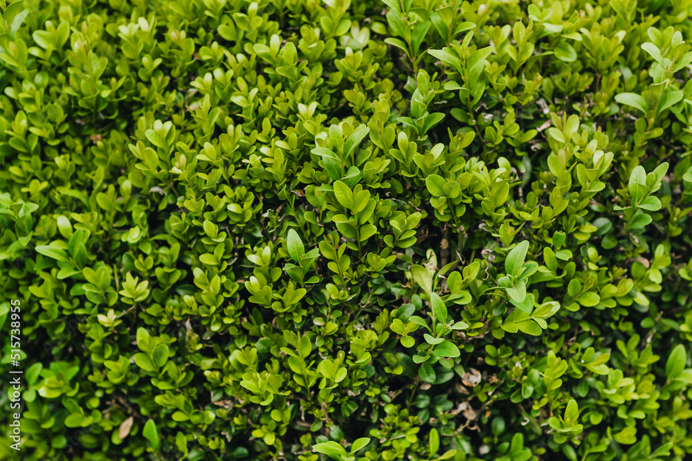 Obraz premium Background, texture of green leaves of boxwood. Photography of nature.