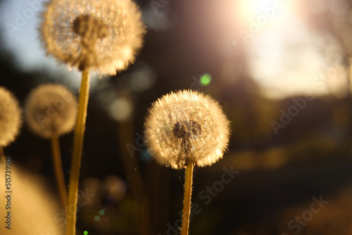 Beautiful fluffy dandelions outdoors on sunny day  closeup