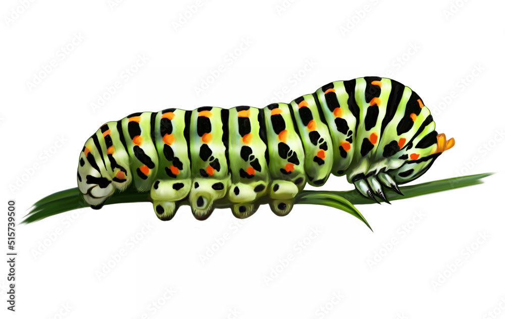 Naklejka premium Swallowtail caterpillar, Papilionidae
