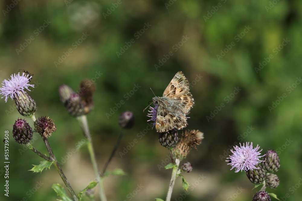 A mallow skipper on a purple flower. A mallow skipper on a purple flower.