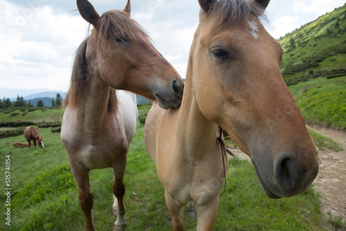 Two beautiful horses stand with their heads next to each other  friendship among animals