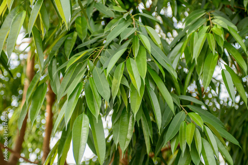 Green leaves of a tropical plant close-up.