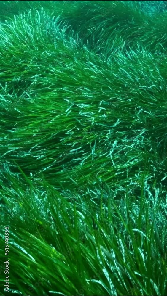 Close- up, school of little fishes swim in dense thickets of green marine grass Posidonia. Camera moving forwards вдоль green seagrass Mediterranean Tapeweed or Neptune Grass (Posidonia) Slow motion Close- up, school of little fishes swim in dense thickets of green marine grass Posidonia. Camera moving forwards вдоль green seagrass Mediterranean Tapeweed or Neptune Grass (Posidonia) Slow motion