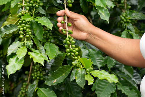 Green coffee bean, cultivated in the department of Matagalpa, municipality of Muy Muy photo