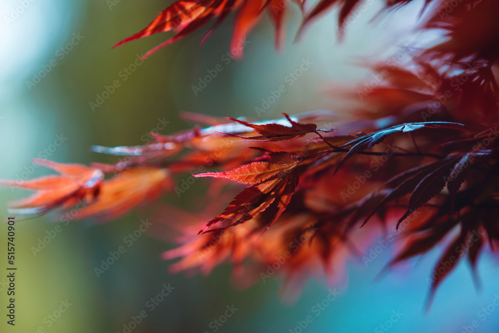 Abstract autumn background with beautiful bokeh. Vibrant orange and red maple leaves close up. Tree branches with bright foliage on a blue blurred background. Japanese maple leaf. Seasonal wallpaper Abstract autumn background with beautiful bokeh. Vibrant orange and red maple leaves close up. Tree branches with bright foliage on a blue blurred background. Japanese maple leaf. Seasonal wallpaper