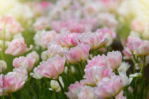 White and pink tulip close-up. Variegated tulips. Floral background for postcards, posters, banners. Delicate petals on a dark background. Romantic wallpaper