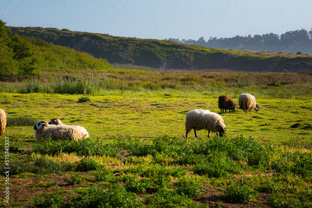 Fototapeta premium Sheep Field
