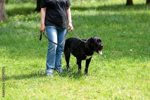 Cane Corso, next to the mistress, for a walk.