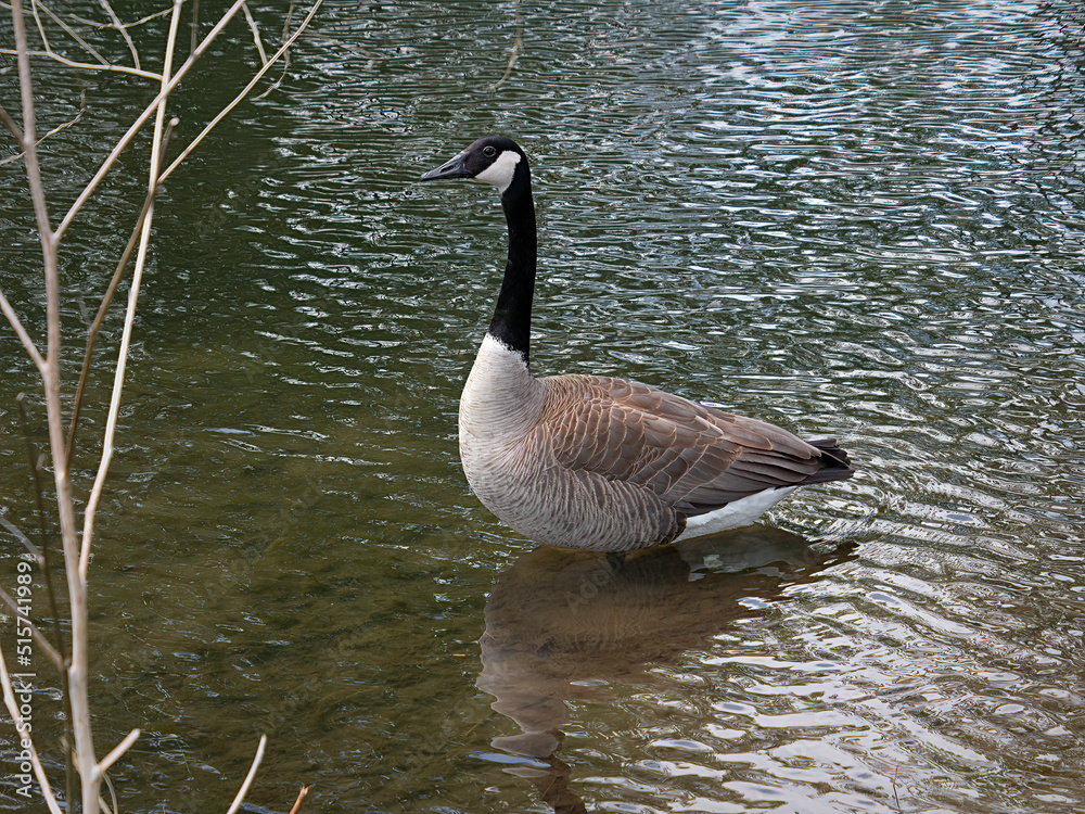 Obraz premium On guard