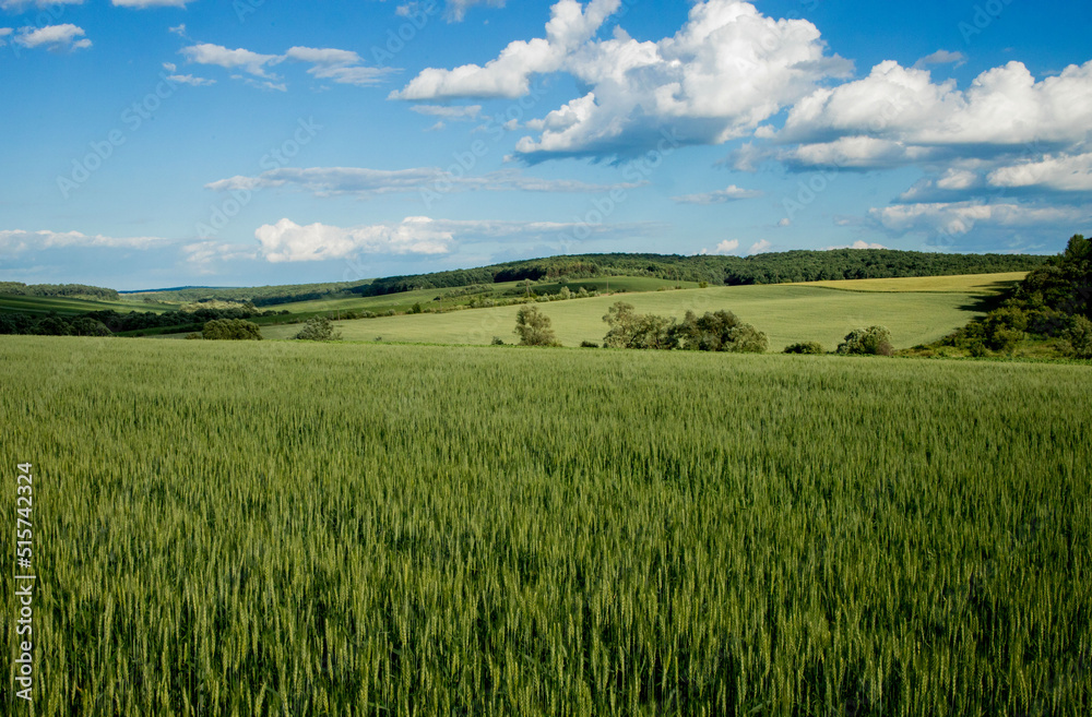 Green wheat fields on a background of blue sky. Landscape with a field of spikelets