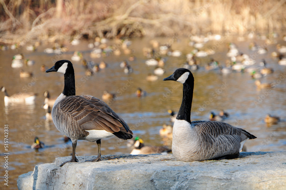 Wildfowl At Green Bay, Wisconsin, Wildlife Sanctuary Wildfowl At Green Bay, Wisconsin, Wildlife Sanctuary