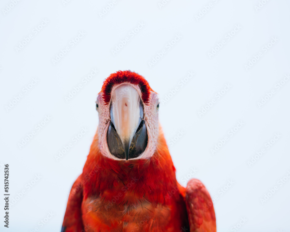 Fototapeta premium Guacamayo, ave tropical