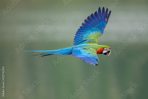 Blue-and-yellow macaw in flying action in nature