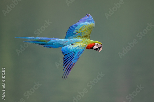 Photographie Blue-and-yellow macaw in flying action in nature