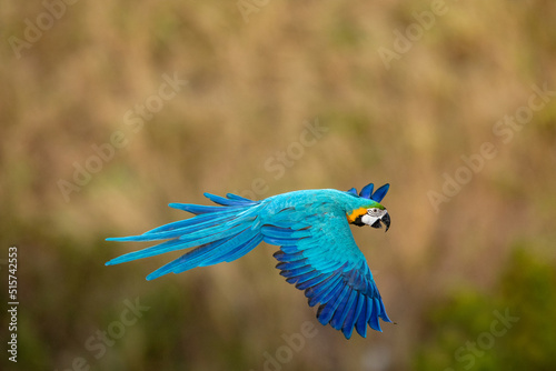 Blue-and-yellow macaw in flying action in nature
