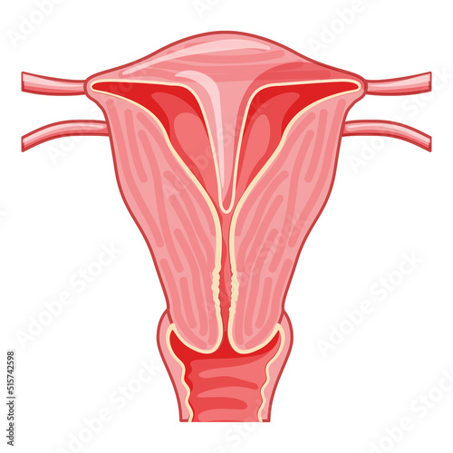 Uterine septum septate uterus Female reproductive system. Front view. Human anatomy internal organs location scheme, cervix, fallopian tube flat style icon Vector medical illustration isolated