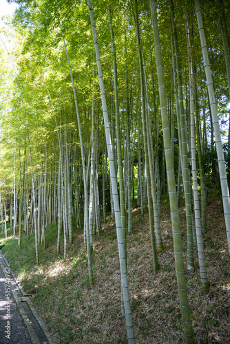 Bamboo forest prepared by human hands