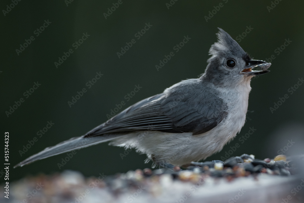 Fototapeta premium Tufted Titmouse