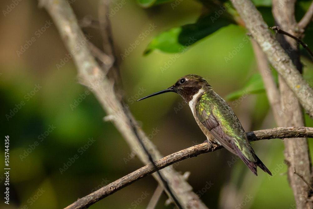 Ruby Throated HUmmingbird Ruby Throated HUmmingbird