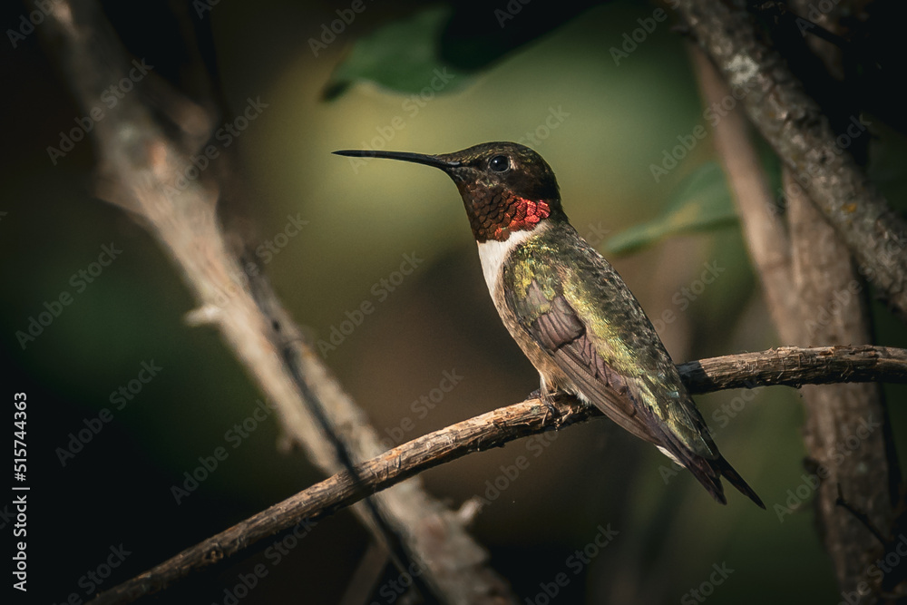 Fototapeta premium Ruby Throated HUmmingbird