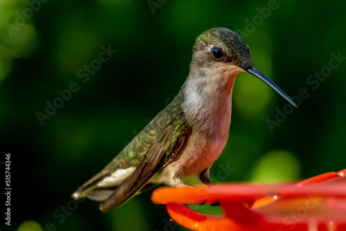 Ruby Throated HUmmingbird