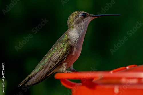 Ruby Throated HUmmingbird