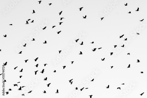 Creepy circling of black crows in the sky. © tripper13