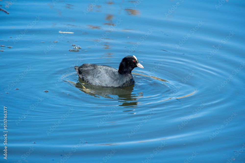 Coot 001